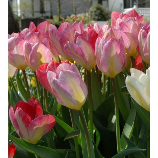 Tulipa Flaming Purissima - Tulipán