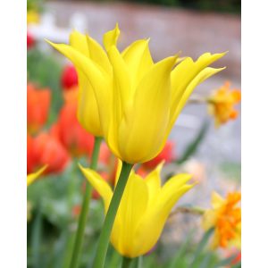 Tulipa Flashback - Tulipán