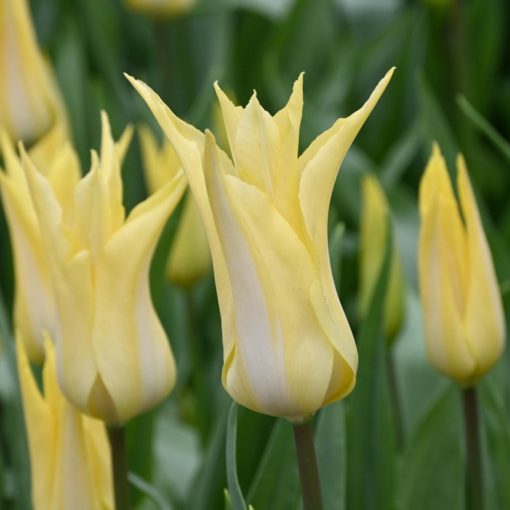Tulipa Florijn Chic - Tulipán