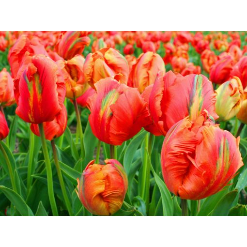 Tulipa Flower Power - Tulipán