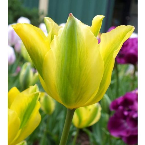 Tulipa Formosa - Tulipán