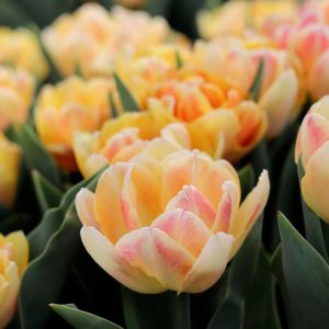 Tulipa Foxy Foxtrot - Tulipán