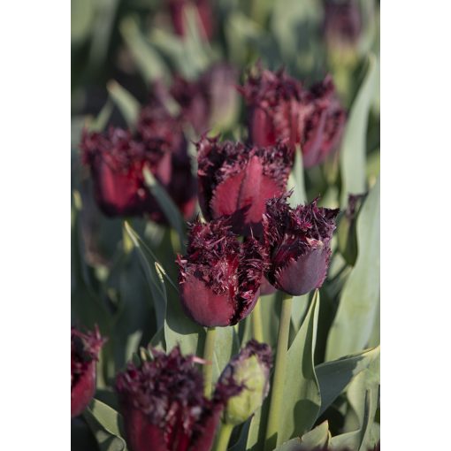 Tulipa Fringed Black Jewel - Tulipán