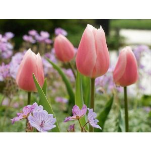 Tulipa Gabriella - Tulipán