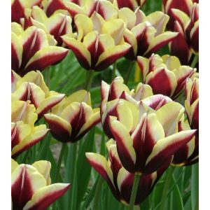 Tulipa Gavota - Tulipán