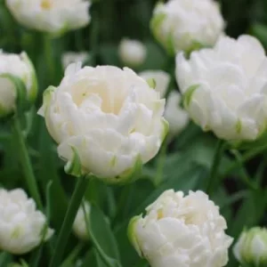 Tulipa Global Desire - Tulipán