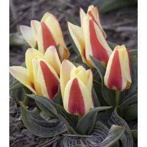 Tulipa Gluck - Tulipán
