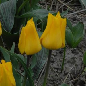 Tulipa Gold West - Tulipán