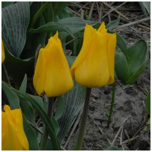 Tulipa Gold West - Tulipán