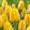 Tulipa Golden Apeldoorn - Tulipán