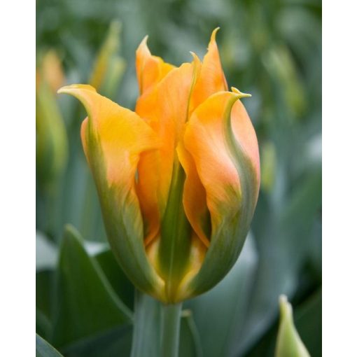 Tulipa Golden Artist - Tulipán