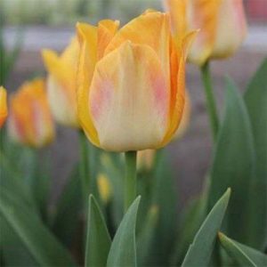 Tulipa Golden Dynasty - Tulipán