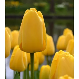 Tulipa Golden Parade - Tulipán