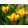 Tulipa Goudstuk - Tulipán