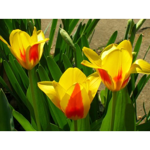 Tulipa Goudstuk - Tulipán