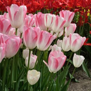 Tulipa Graceland - Tulipán