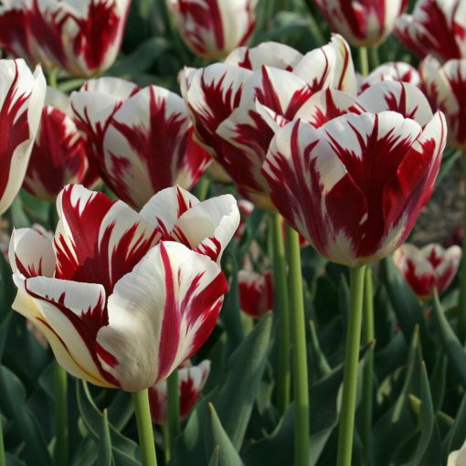 Tulipa Grand Perfection - Tulipán