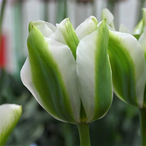 Tulipa Green Acres - Tulipán