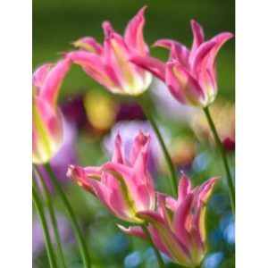 Tulipa Green Love - Tulipán