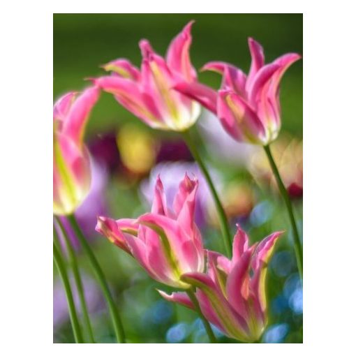 Tulipa Green Love - Tulipán
