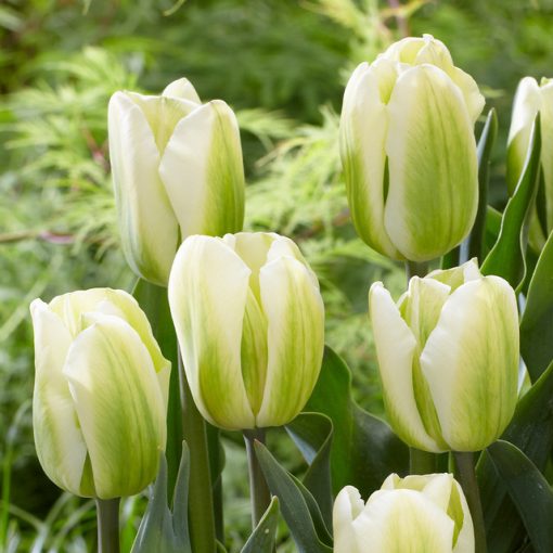 Tulipa Green Spirit - Tulipán