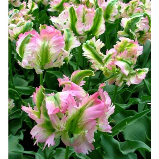 Tulipa Green Wave - Tulipán