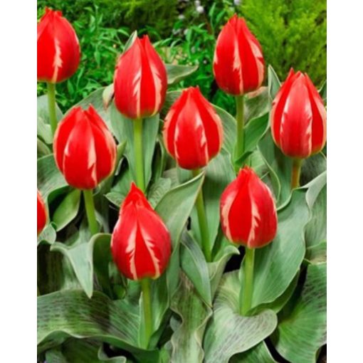 Tulipa Greiga Friendly Fire - Tulipán