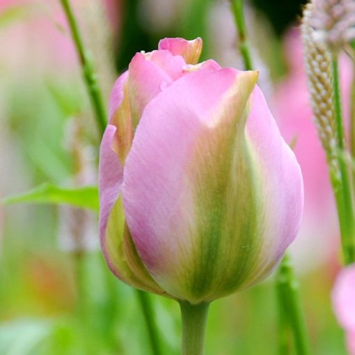 Tulipa Groenland - Tulipán