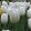 Tulipa Hakuun - Tulipán