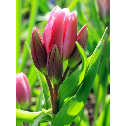 Tulipa Happy Family - Tulipán