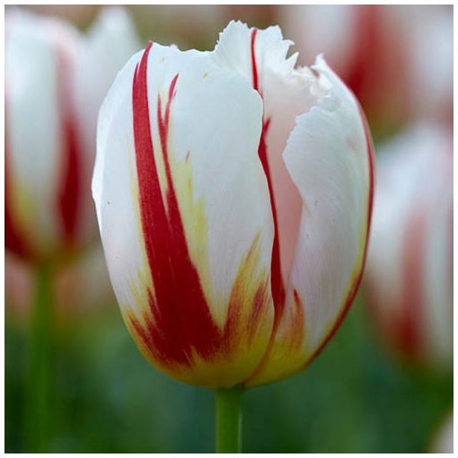 Tulipa Happy Generation - Tulipán