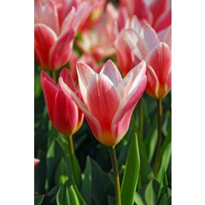 Tulipa Heart Delight - Tulipán