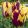 Tulipa Helmar - Tulipán