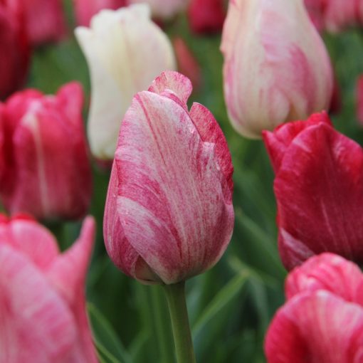 Tulipa Hemisphere - Tulipán