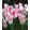 Tulipa Holland Chic - Tulipán