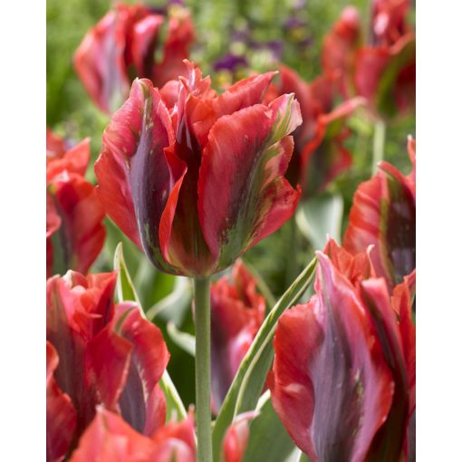 Tulipa Hollywood Star - Tulipán