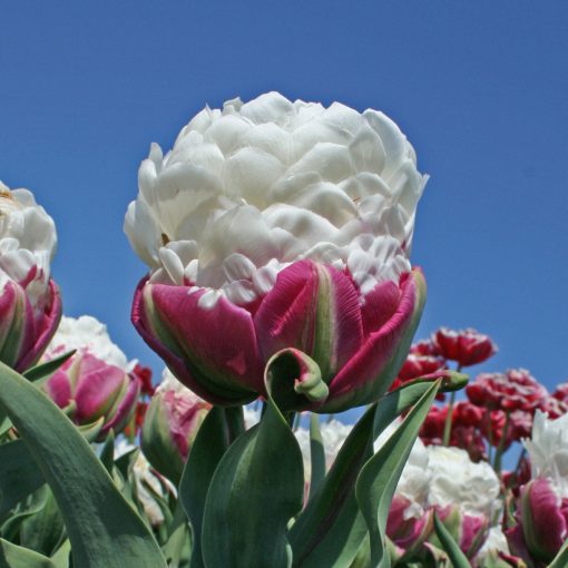 Tulipa Ice Cream - Tulipán