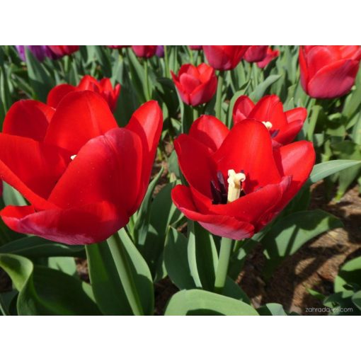 Tulipa Ile de France - Tulipán