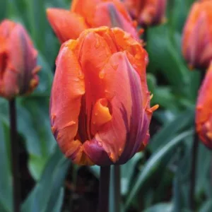 Tulipa Irene Parrot - Tulipán