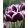 Tulipa Jackpot - Tulipán