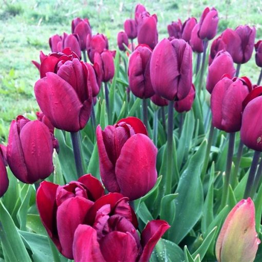 Tulipa Jan Reus - Tulipán