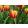 Tulipa Jan Seignette - Tulipán