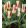 Tulipa Johann Strauss - Tulipán