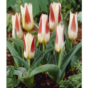 Tulipa Johann Strauss - Tulipán