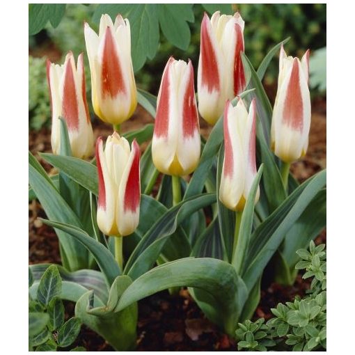 Tulipa Johann Strauss - Tulipán