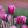 Tulipa Jumbo Pink - Tulipán