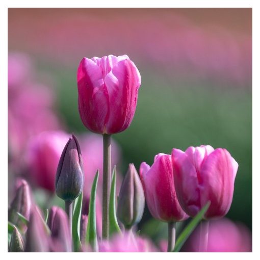 Tulipa Jumbo Pink - Tulipán