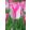 Tulipa Just Kissed - Tulipán