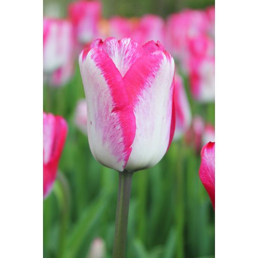 Tulipa Just Kissed - Tulipán