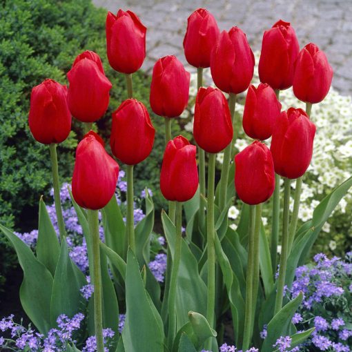 Tulipa Kingsblood - Tulipán